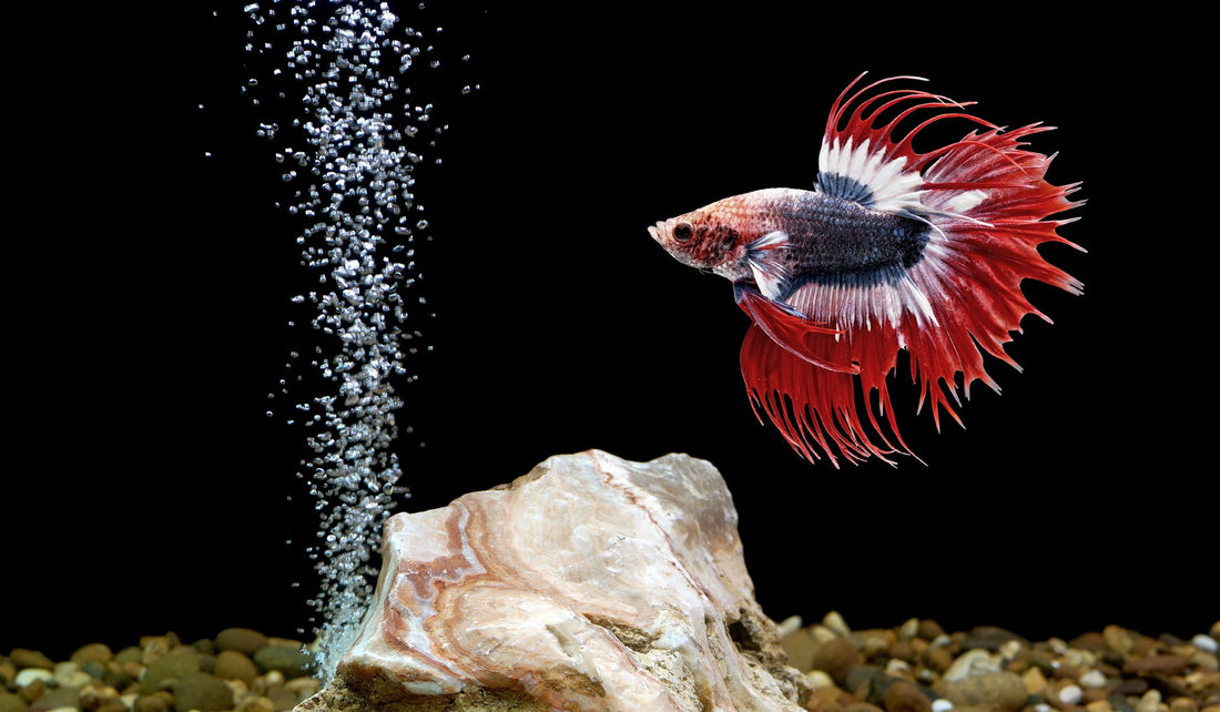 Can Betta fish see in the dark?