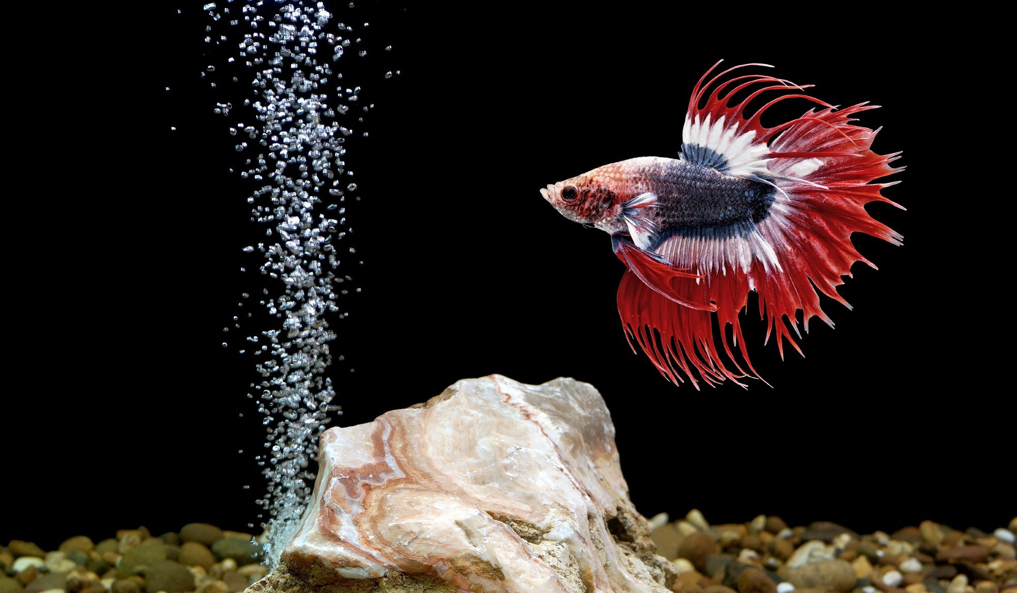 Can Betta fish see in the dark?