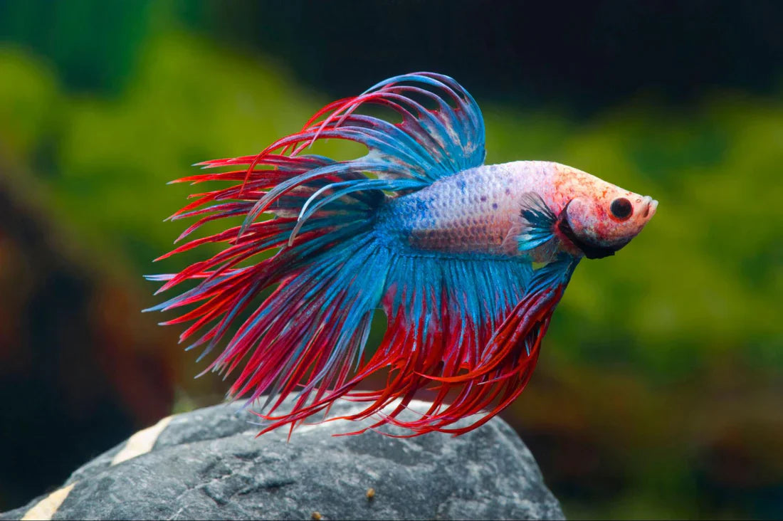 Betta Fish Care Tips that Will Help Your Betta  Live a Long Life