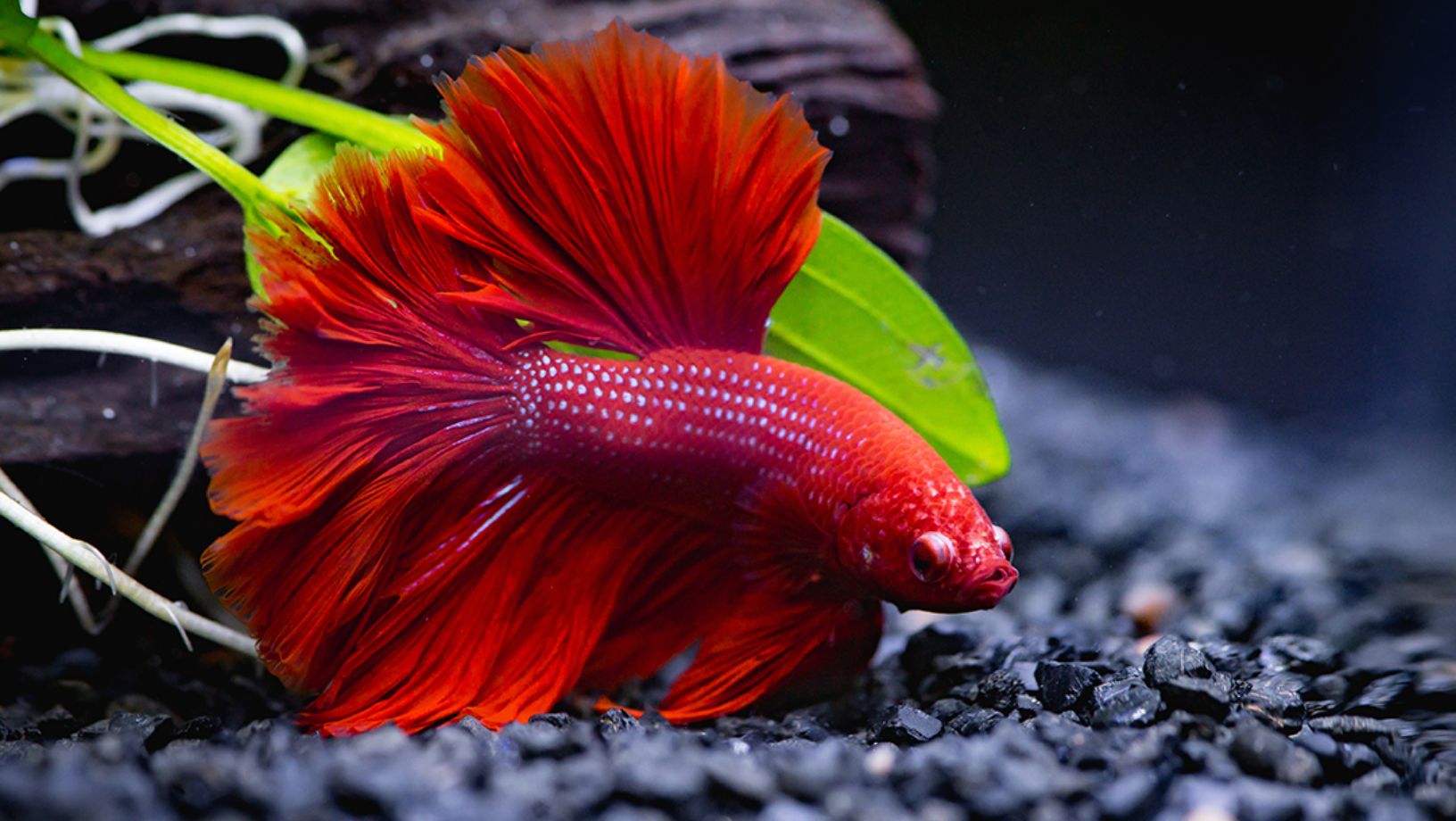 How to Take Care of Betta Fish