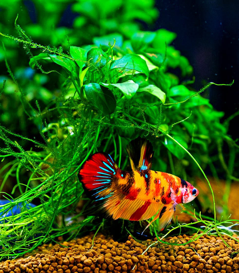 How to Extend Betta Lifespan