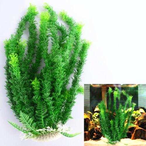 Live Aquatic Plant Bundle