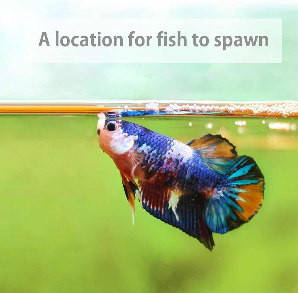 Indian Almond Leaves (10–20 pack)