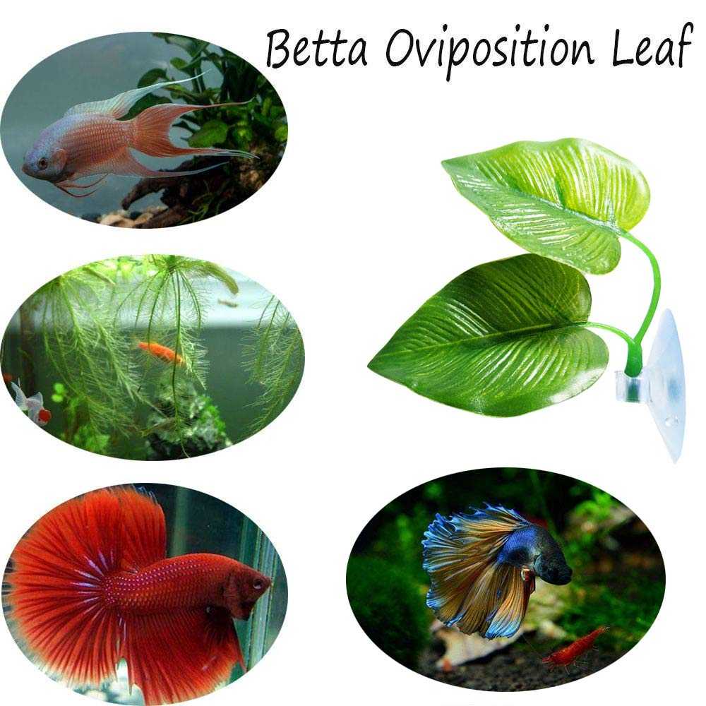 Betta Leaf Hammock