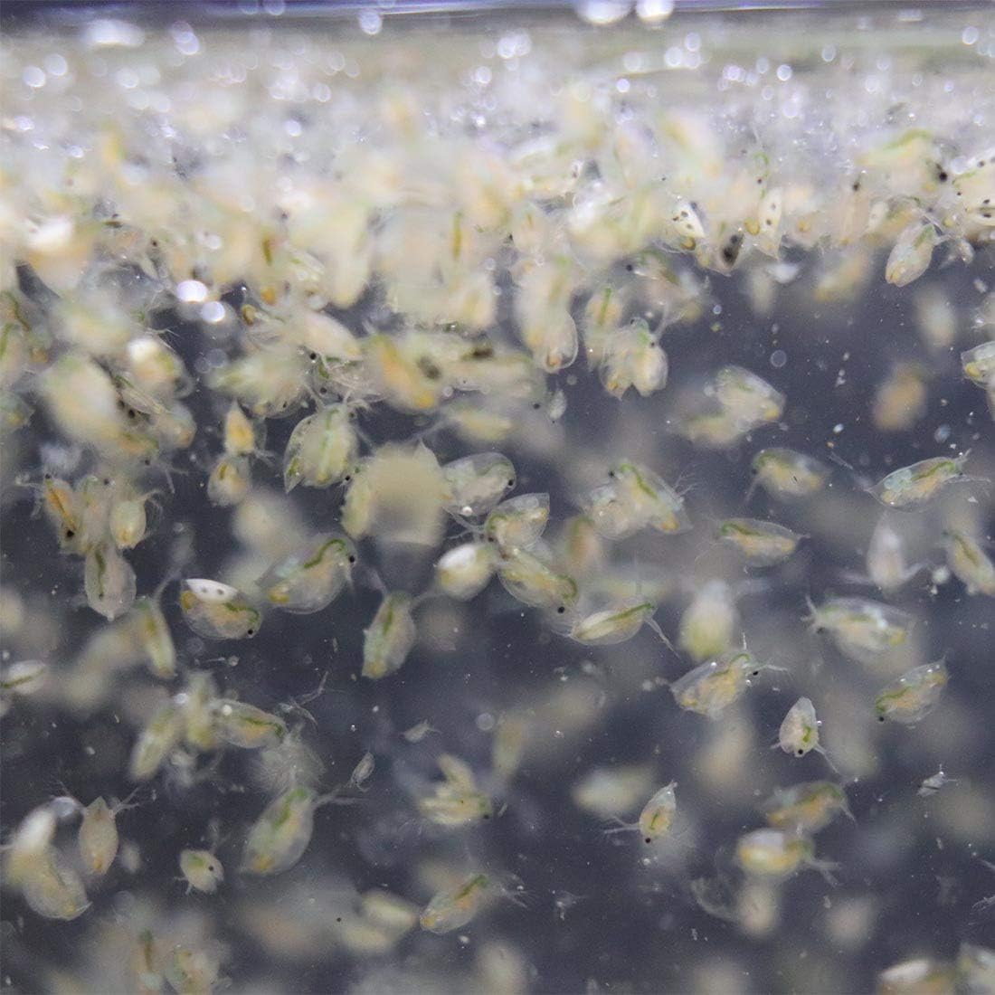 GreenWaterFarm Daphnia Magna Eggs Live Fish Food for Hatching and Culture Suitable for Feed Betta Fish