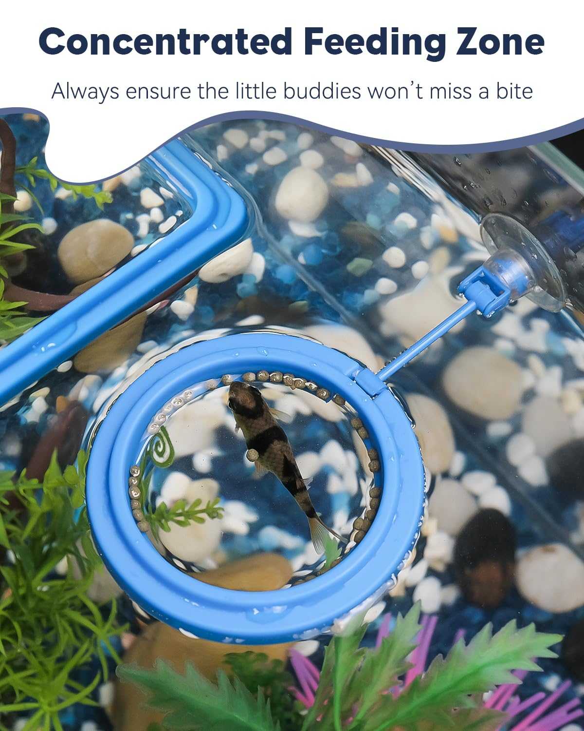 Feeding Ring + Dropper Tool