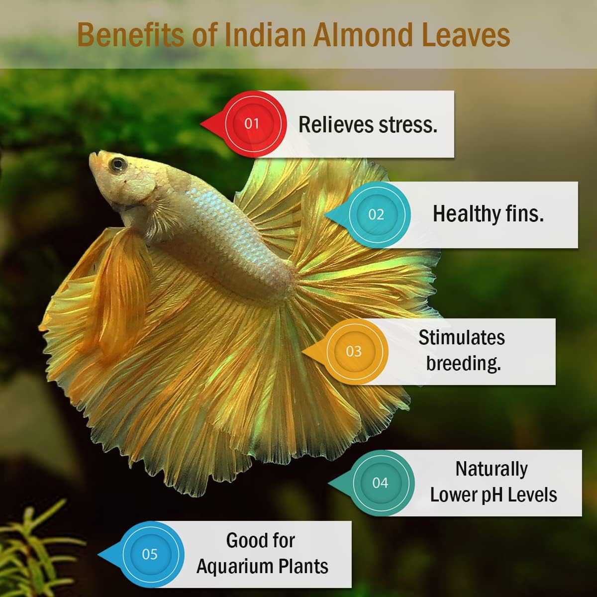 Indian Almond Leaves (10–20 pack)