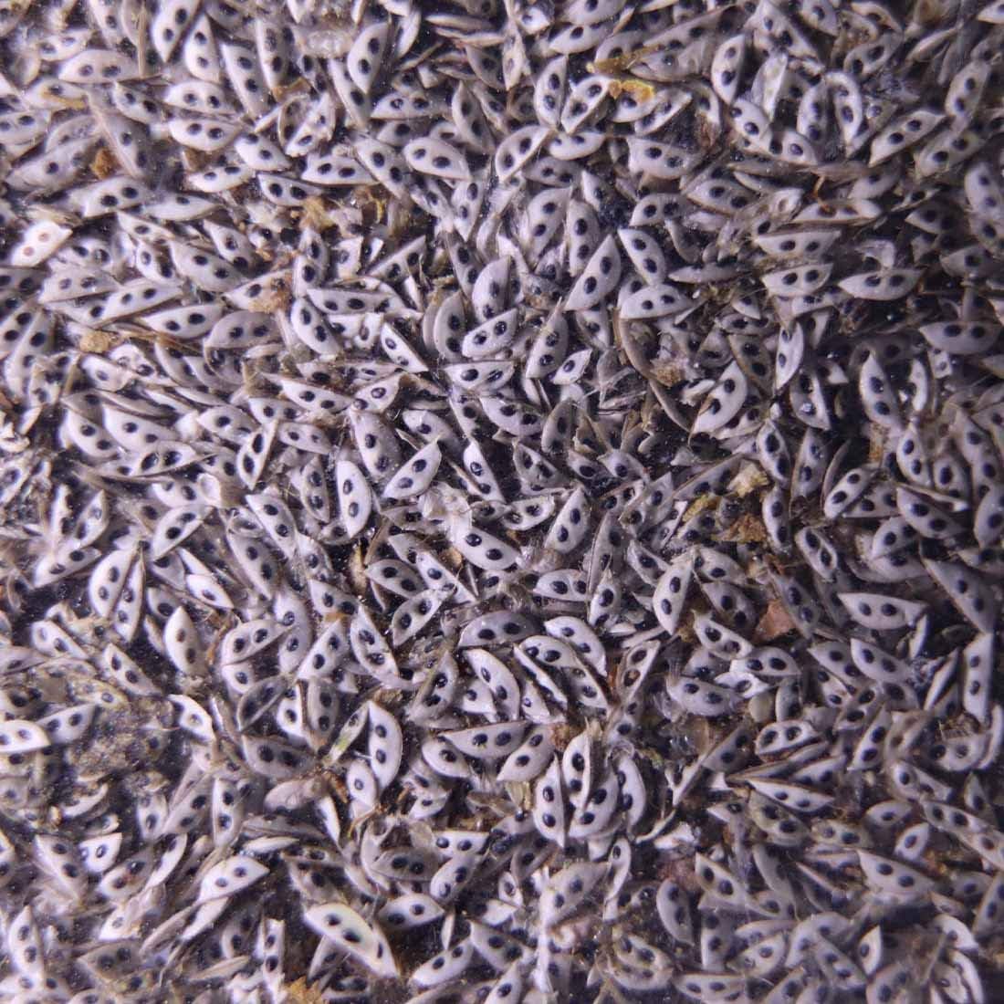 GreenWaterFarm Daphnia Magna Eggs Live Fish Food for Hatching and Culture Suitable for Feed Betta Fish