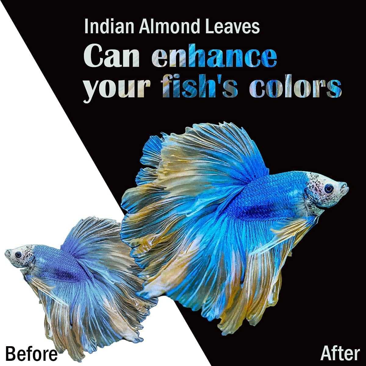 Indian Almond Leaves (10–20 pack)
