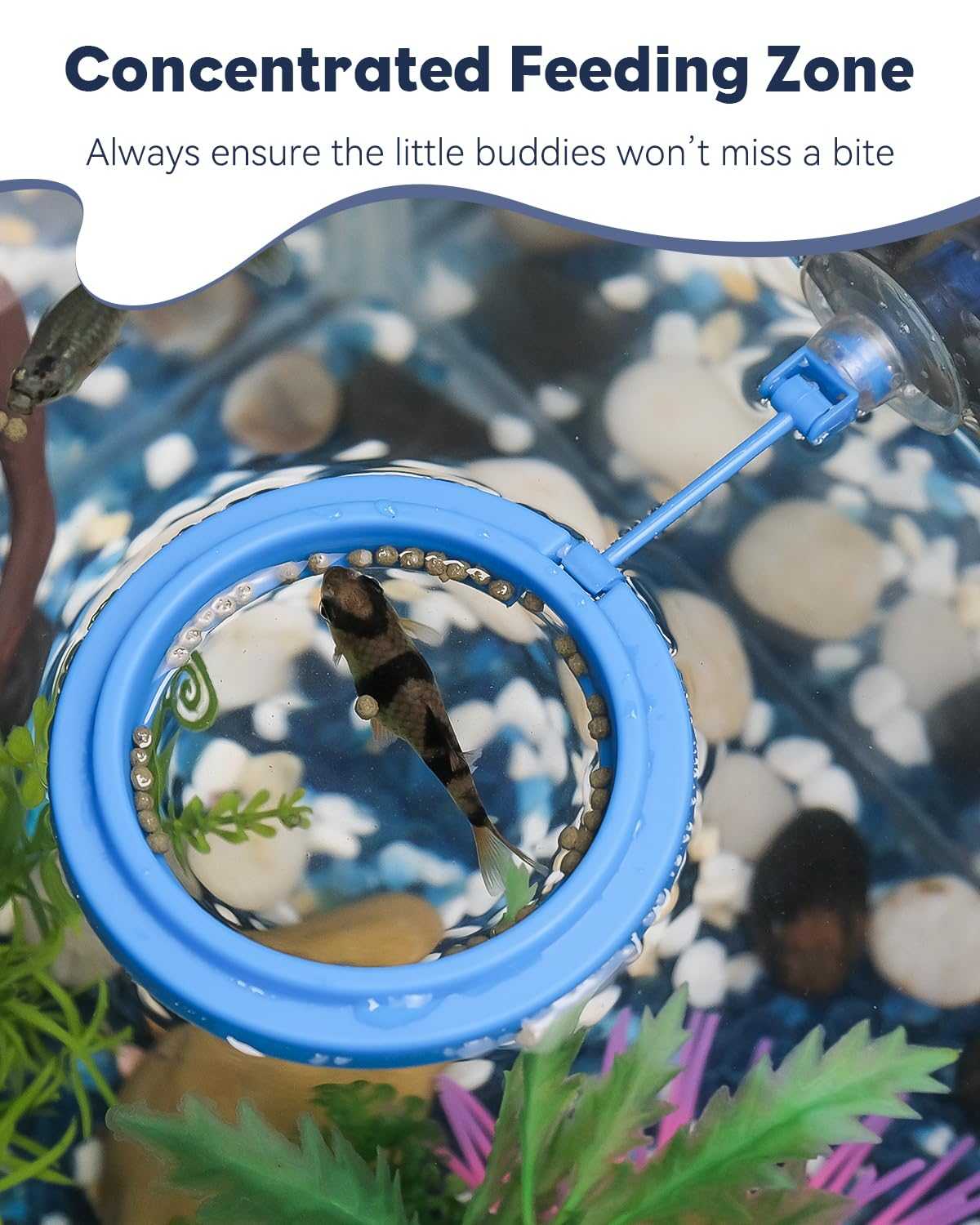 Feeding Ring + Dropper Tool