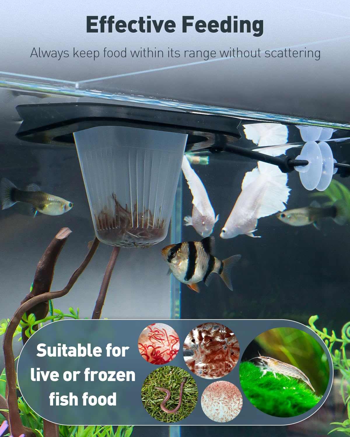 Feeding Ring + Dropper Tool