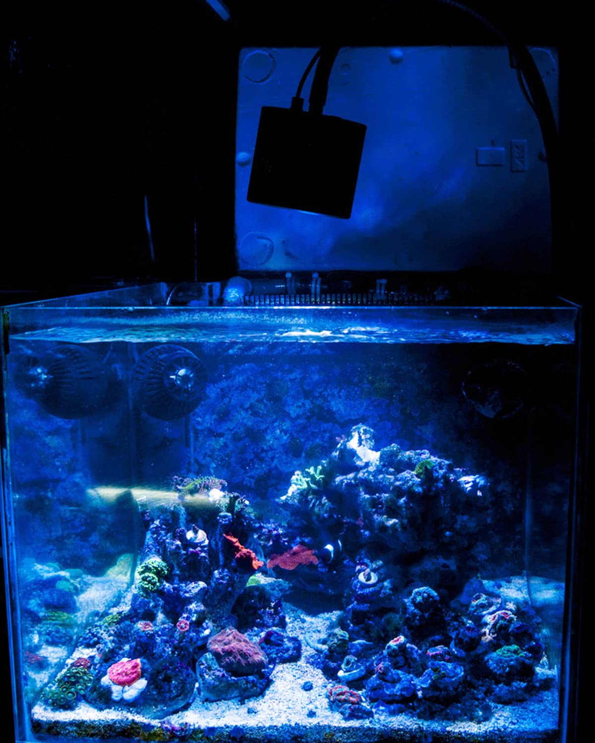 Lominie LED Aquarium Light Saltwater Aquarium Lamp 30W Full Spectrum with Remote Dimmable Nano Coral Reef Light for Fish Tank with Bracket