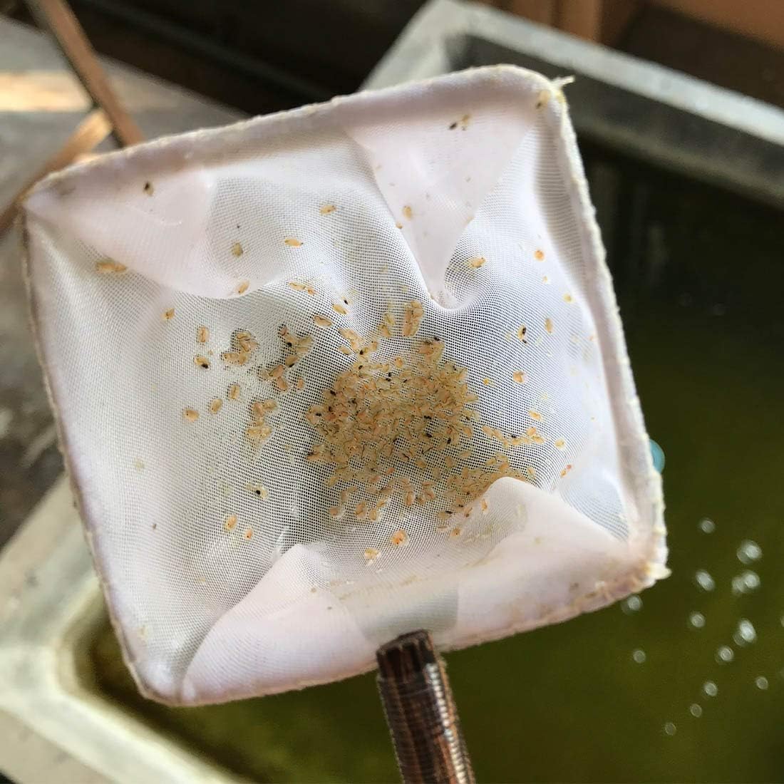 GreenWaterFarm Daphnia Magna Eggs Live Fish Food for Hatching and Culture Suitable for Feed Betta Fish