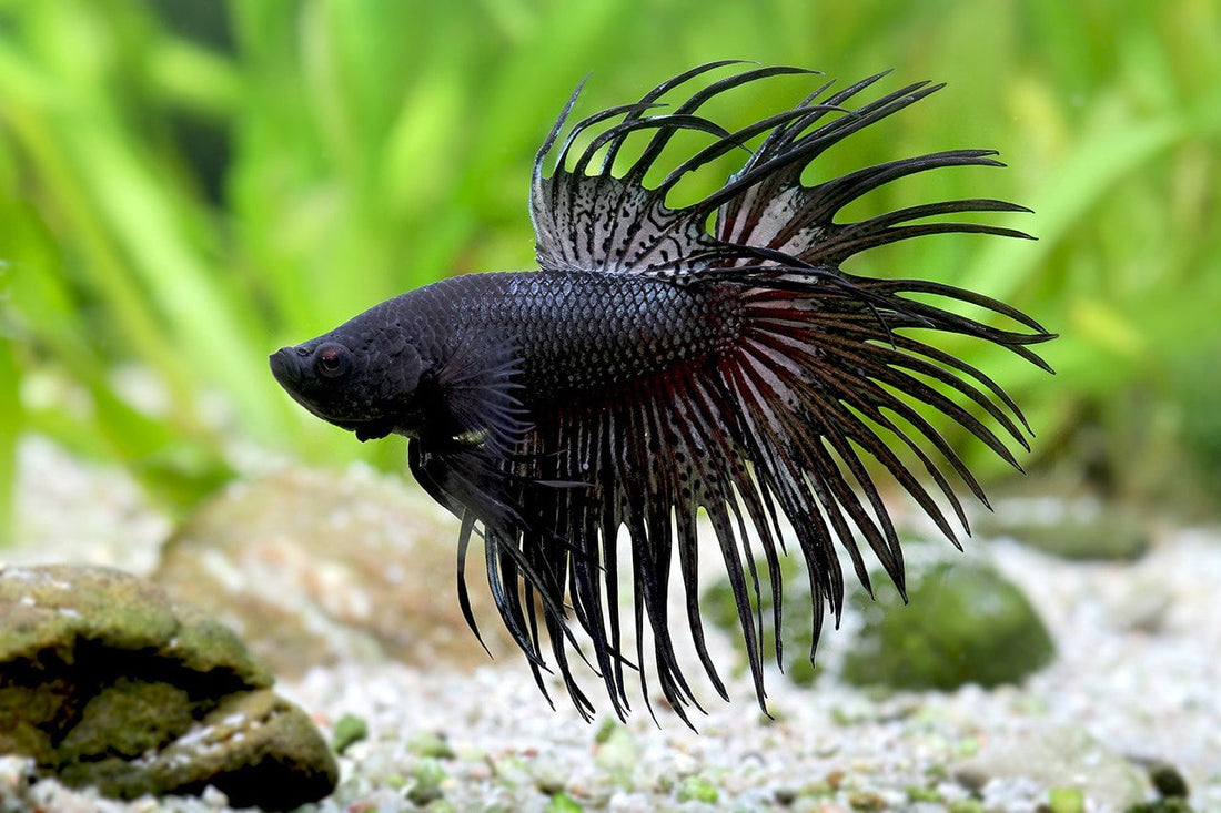 How to Properly Acclimate Your Betta Fish