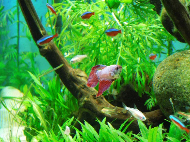 What Fish Can Live with Bettas