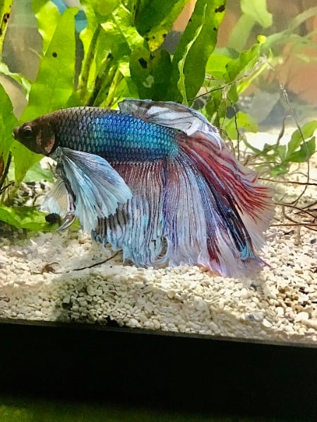 Tips for Dealing with Clamped Fins in Your Betta