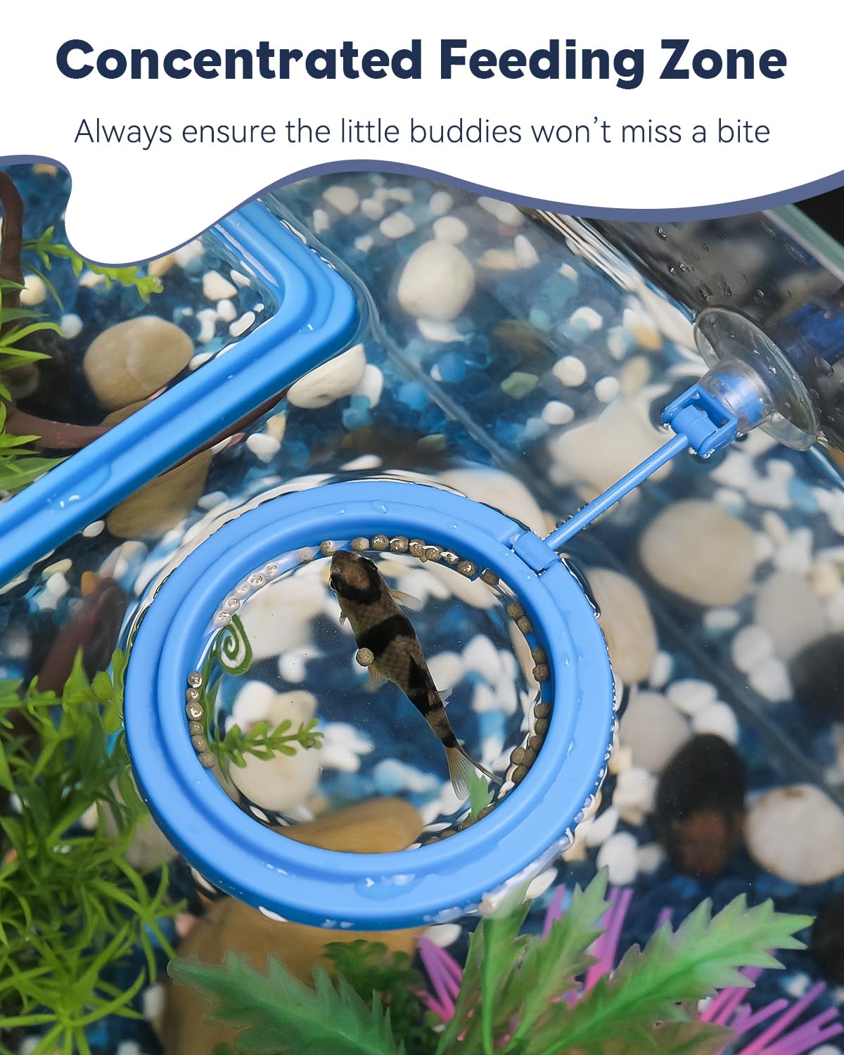 Feeding Ring + Dropper Tool