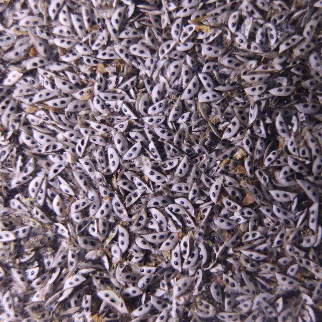GreenWaterFarm Daphnia Magna Eggs Live Fish Food for Hatching and Culture Suitable for Feed Betta Fish
