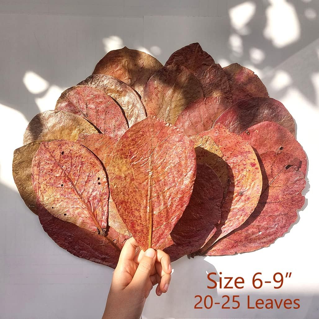 Indian Almond Leaves (10–20 pack)